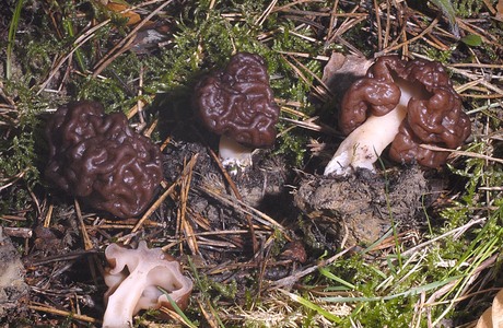 Frühjahrslorchel (Gyromitra esculenta) - © Heinz  Prelicz